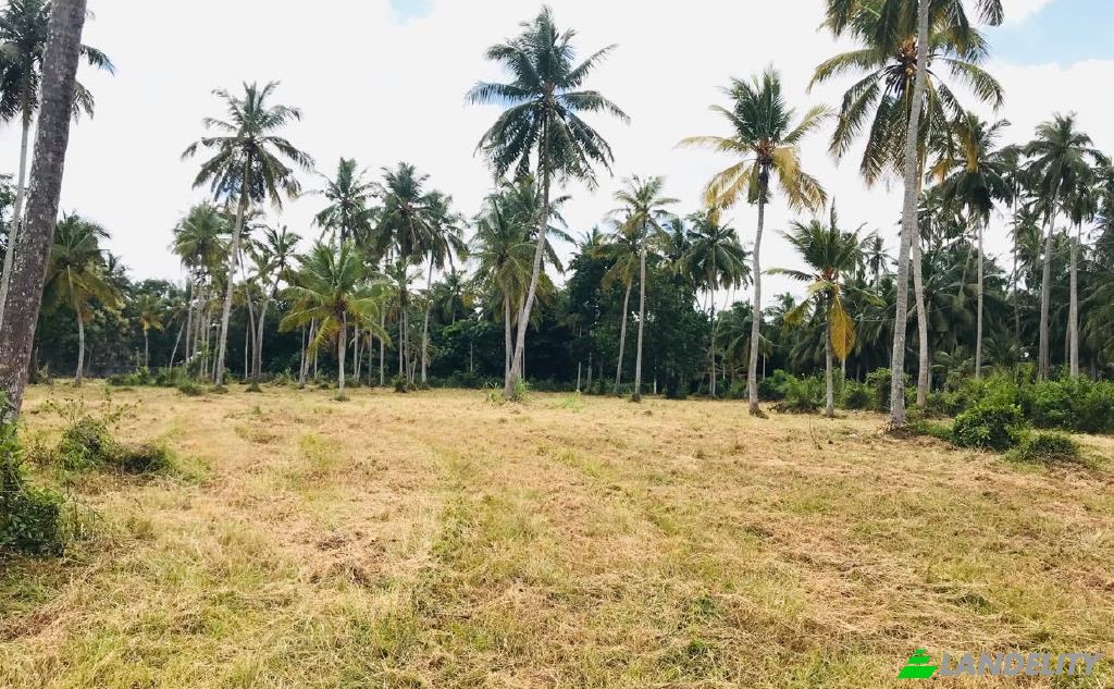 Land Lot for Sale Werella wattha Estate, Molawatta Rd, Kimbulapitiya, Gampaha, Western Province, Sri Lanka. Photo 1