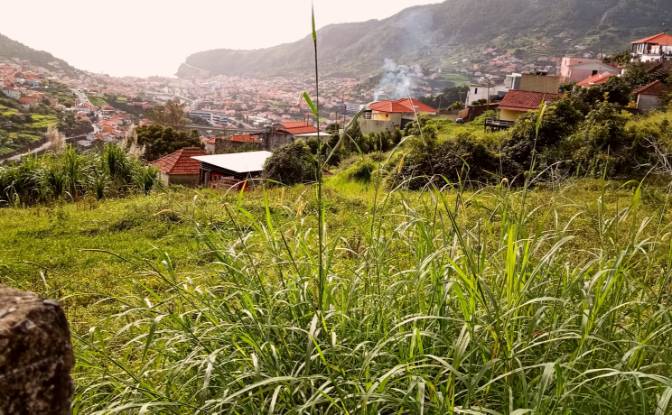 Land Lot for Sale Estr da Ribeira Seca, Machico. Photo#2 Land Lot for Sale Estr da Ribeira Seca, Machico. Photo#2