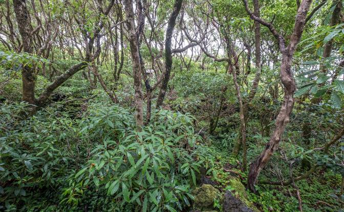 Land Lot for Sale Prainha de Cima. Photo#5