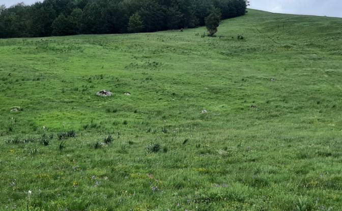 Land Lot for Sale Novakovici, Zabljak Municipality. Photo#11