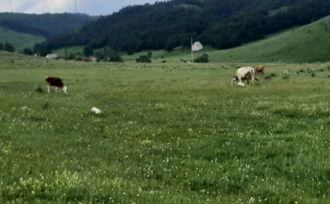 Land Lot for Sale Novakovici, Zabljak Municipality. Photo#3