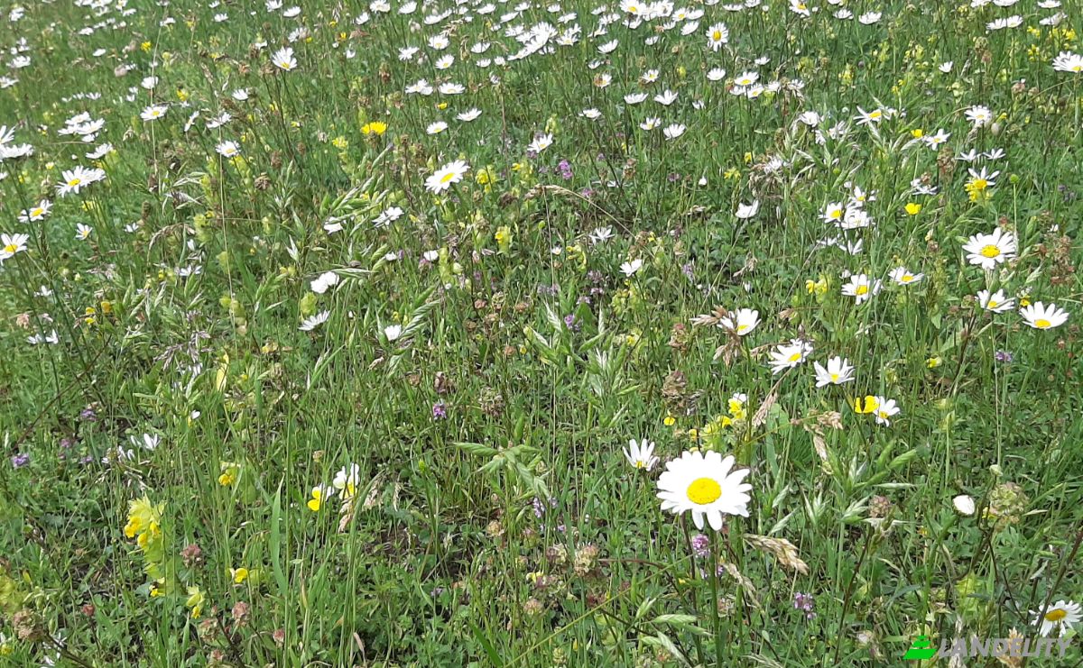 Land Lot for Sale Novakovici, Zabljak Municipality, Montenegro. Photo 8