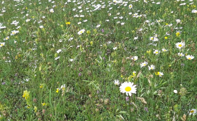 Land Lot for Sale Novakovici, Zabljak Municipality. Photo#8