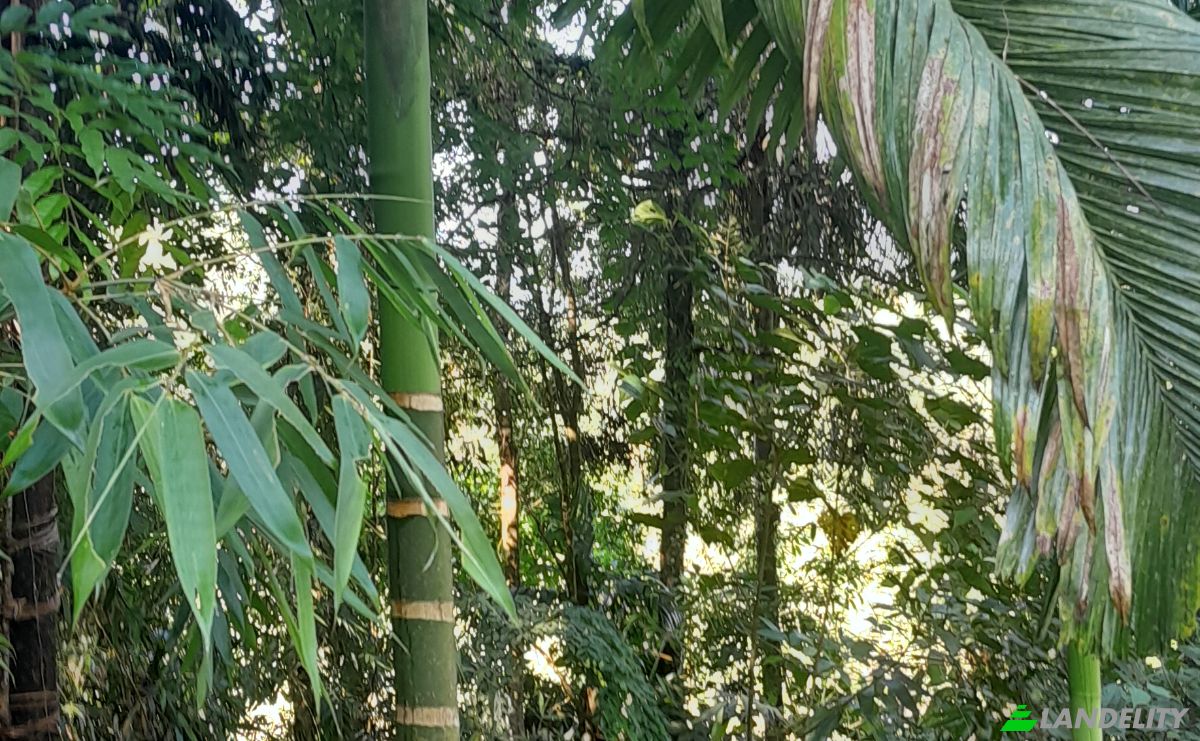 Investimento/Desenvolvimento para alugar Panadura-Nambapana-Ratnapura Hwy, Ratnapura, Sabaragamuwa Province, Sri Lanka. foto 2