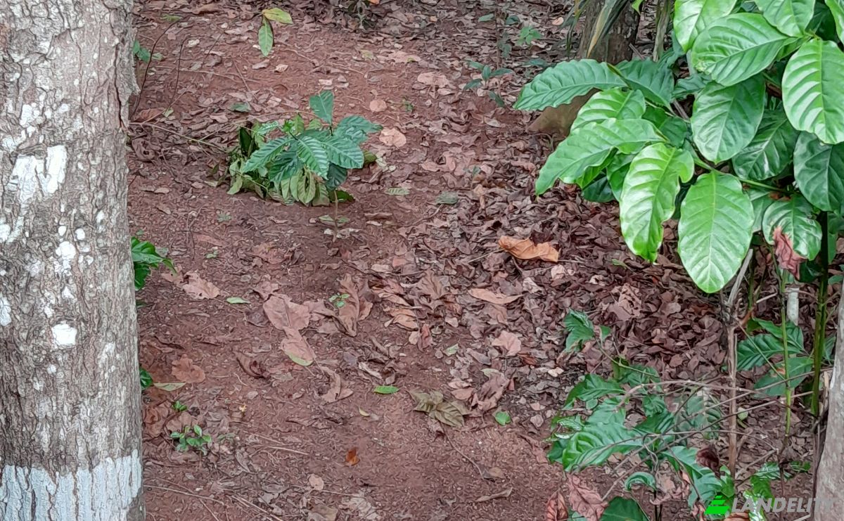 Investimento/Desenvolvimento para alugar Panadura-Nambapana-Ratnapura Hwy, Ratnapura, Sabaragamuwa Province, Sri Lanka. foto 4