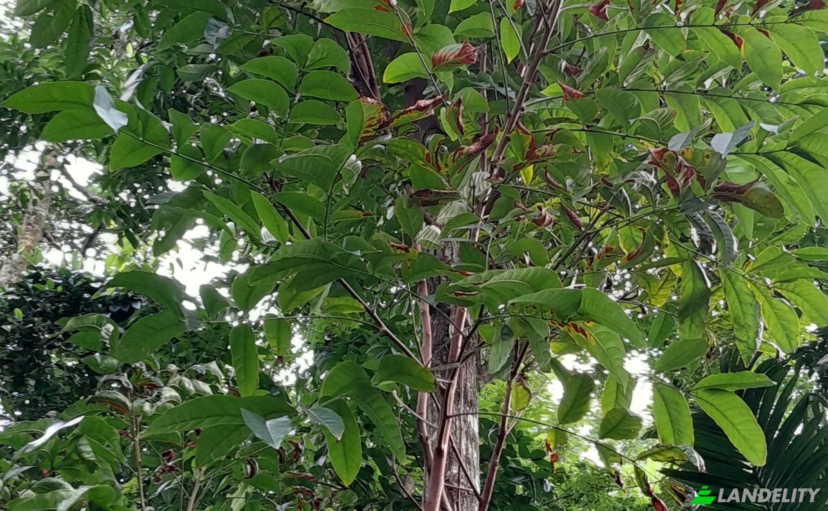 Investimento/Desenvolvimento para alugar Panadura-Nambapana-Ratnapura Hwy, Ratnapura, Sabaragamuwa Province, Sri Lanka. foto 5