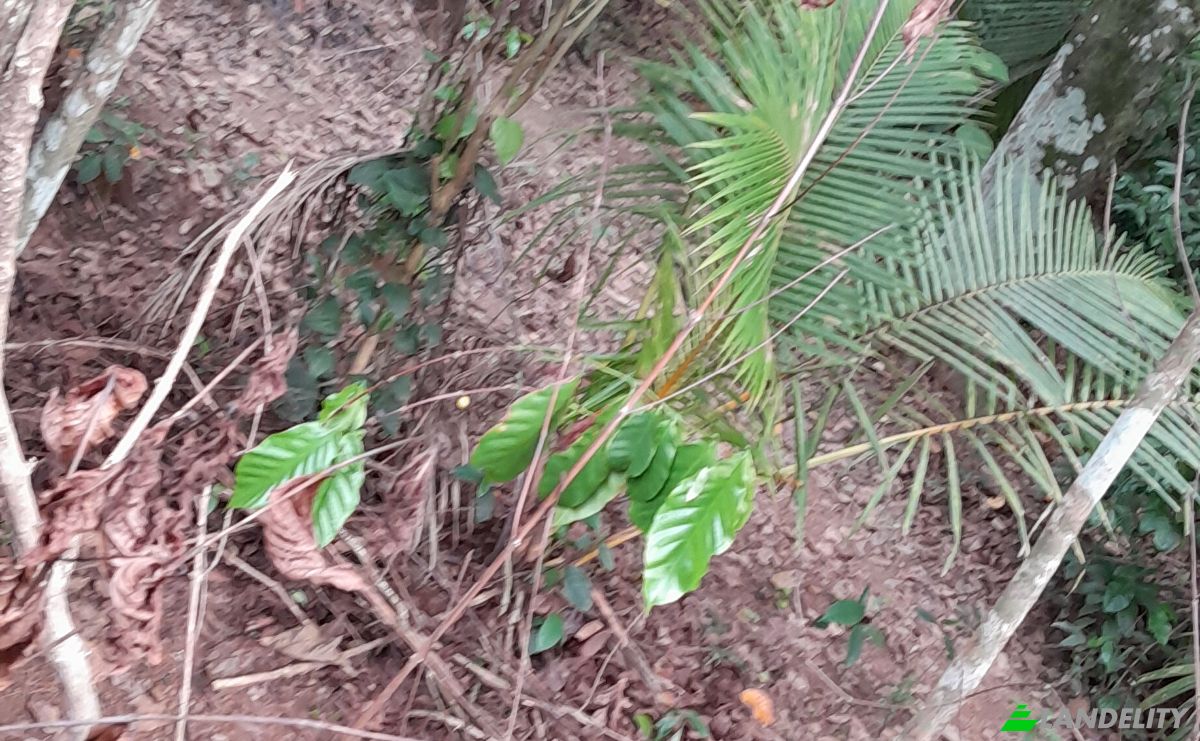 Investimento/Desenvolvimento para alugar Panadura-Nambapana-Ratnapura Hwy, Ratnapura, Sabaragamuwa Province, Sri Lanka. foto 7
