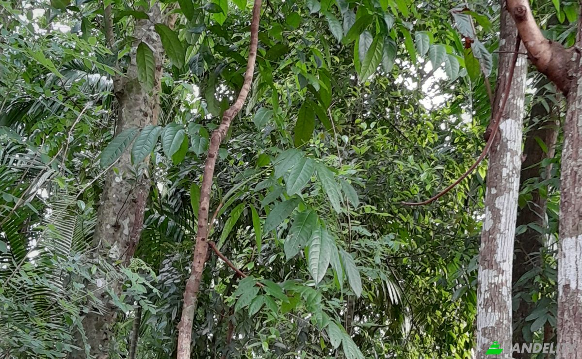 Investimento/Desenvolvimento para alugar Panadura-Nambapana-Ratnapura Hwy, Ratnapura, Sabaragamuwa Province, Sri Lanka. foto 8