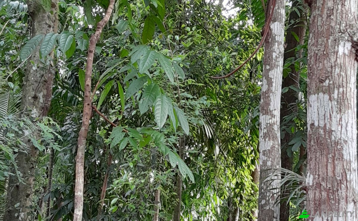 Investimento/Desenvolvimento para alugar Panadura-Nambapana-Ratnapura Hwy, Ratnapura, Sabaragamuwa Province, Sri Lanka. foto 9