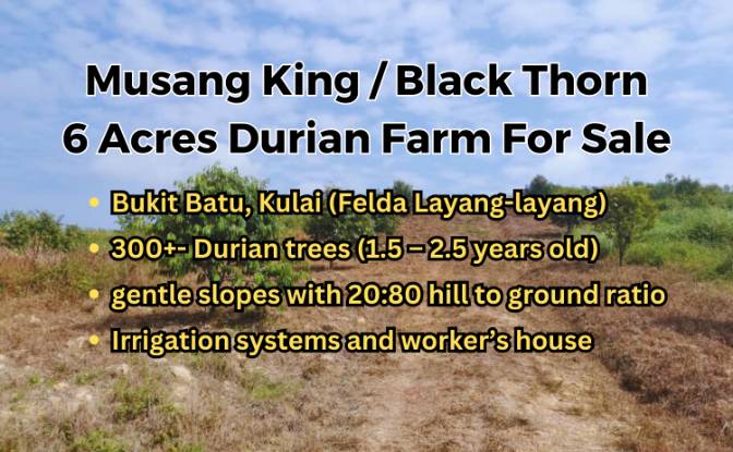 Land Lot for Sale - Felda Layang-layang, Malaysia