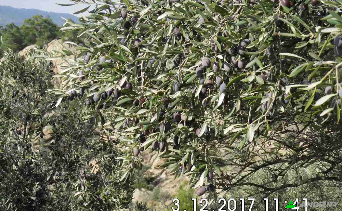 Land Lot for Sale Hisarardi, Isimsiz Yol, 48540 Yatagan Mugla, Yatagan Mugla, Yatagan, Mugla, Turkiye. Photo 8