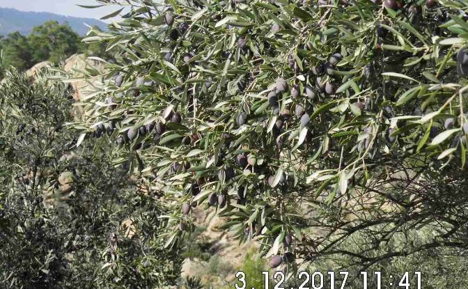 Land Lot for Sale Hisarardi, Isimsiz Yol. Photo#8