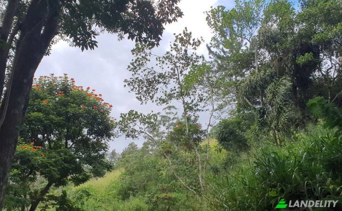 Land Lot for Sale Galaha, Kandy, Central Province. Photo#4 Land Lot for Sale Galaha, Kandy, Central Province. Photo#4