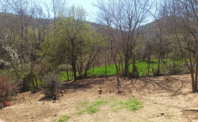 Land Lot for Sale Ampeliko, Thessalia. Photo#10
