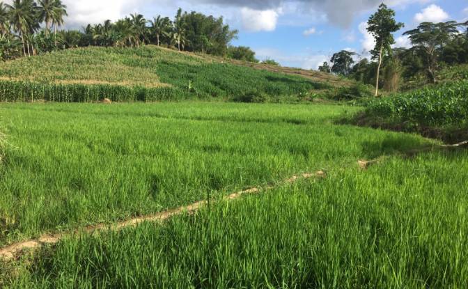 Fattoria/Ranch in vendita Quezon, Palawan. Foto#17