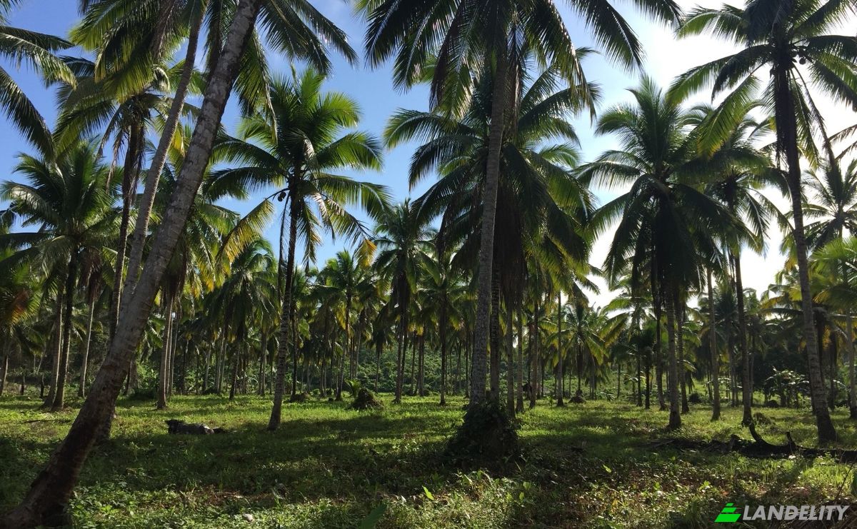 Fattoria/Ranch in vendita Quezon, Palawan, MIMAROPA, Philippines. Foto 5