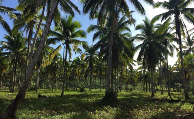Fattoria/Ranch in vendita Quezon, Palawan. Foto#5