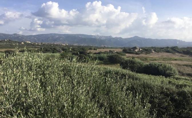 Investing/Development for Sale Contraruia. Photo#4