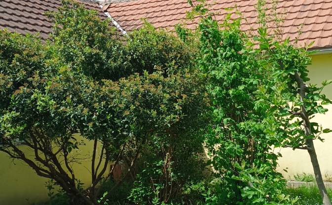 Bed and Breakfast for Sale Velje Brdo, Grbe. Photo#5 Bed and Breakfast for Sale Velje Brdo, Grbe. Photo#5