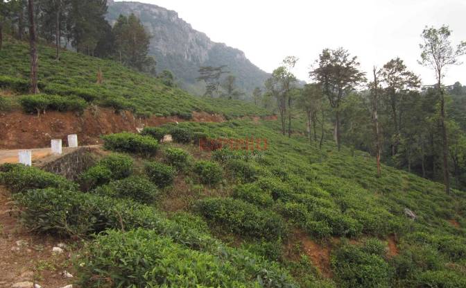 Land Lot for Sale - Galaha, Sri Lanka
