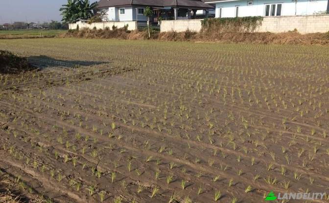 Land Lot for Sale Soi Sena Nakhon, Tambon Tha Sai. Photo#6 Land Lot for Sale Soi Sena Nakhon, Tambon Tha Sai. Photo#6