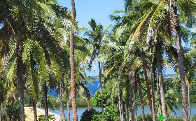 Działka na sprzedaż Toula Village, Vavau, Tonga. Zdjęcie#6