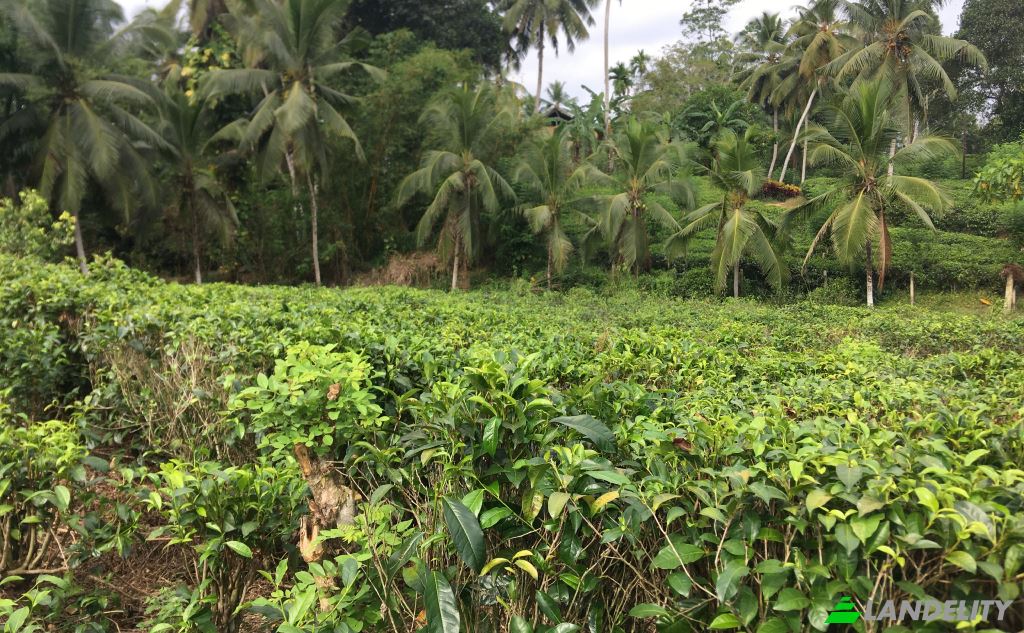 Land Lot for Sale Mabotuwana Pre School, Mabotuwana, Galle, Southern Province, Sri Lanka. Photo 2
