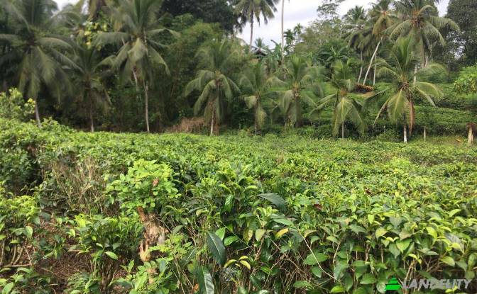 Land Lot for Sale Mabotuwana Pre School. Photo#2