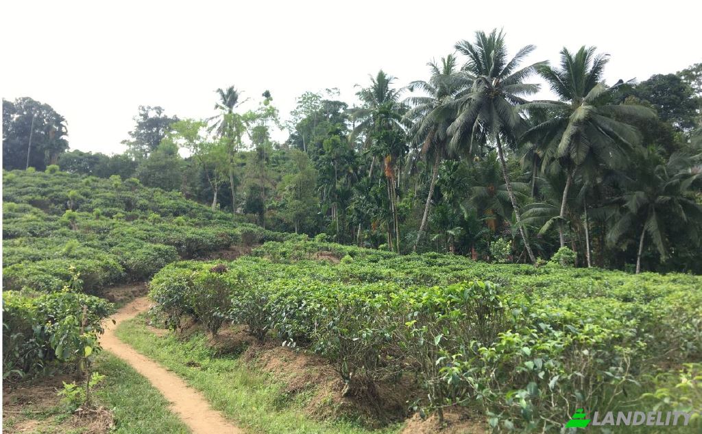 Land Lot for Sale Mabotuwana Pre School, Mabotuwana, Galle, Southern Province, Sri Lanka. Photo 3
