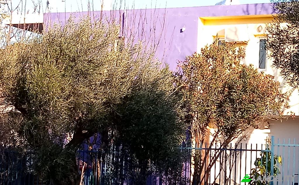Maison unifamiliale à vendre Idras, Artemis, Artemida, Attica, Decentralized Administration of Attica, Greece. Photo 3