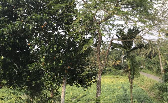 Edificio comercial en venta Baddegama Rd. Foto#4