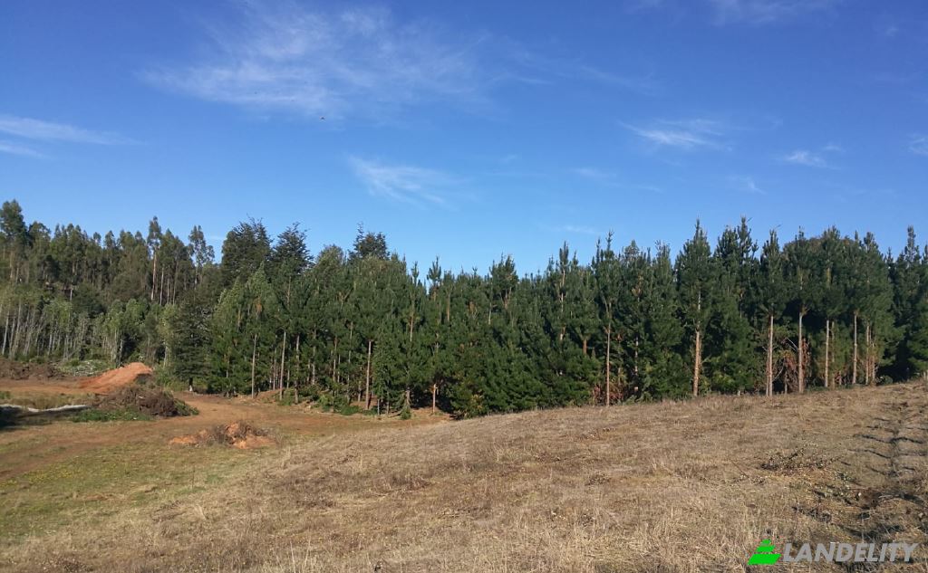 Land Lot for Sale Via sin nombre, Mariquina, Cuyan, Valdivia Province, Los Rios, Chile. Photo 6