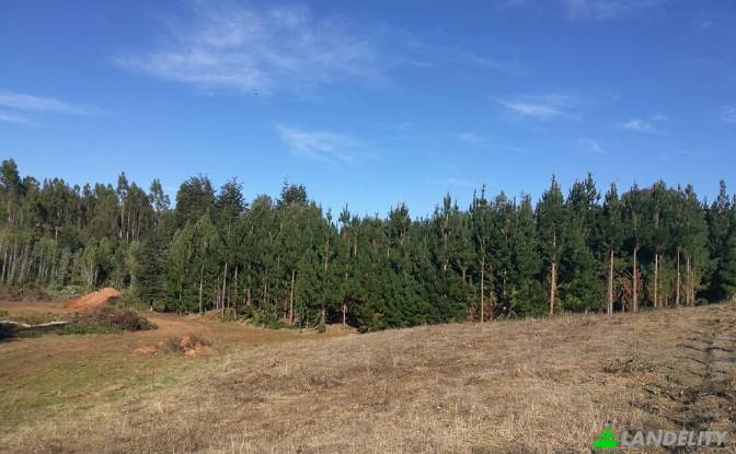 Land Lot for Sale Via sin nombre, Mariquina, Cuyan. Photo#6 Land Lot for Sale Via sin nombre, Mariquina, Cuyan. Photo#6