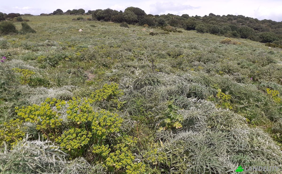 Land Lot for Sale Via Sin Nombre, San Roque, Cadiz, Andalusia, Spain. Photo 2