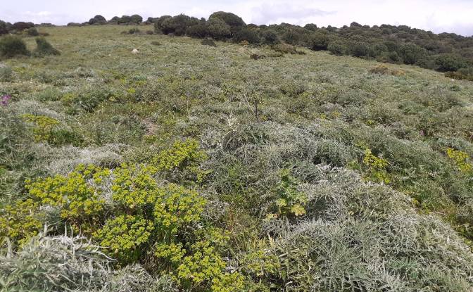 Land Lot for Sale Via Sin Nombre, San Roque, Cadiz. Photo#2 Land Lot for Sale Via Sin Nombre, San Roque, Cadiz. Photo#2