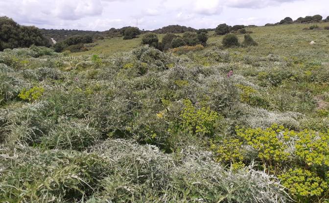 Land Lot for Sale Via Sin Nombre, San Roque, Cadiz. Photo#3 Land Lot for Sale Via Sin Nombre, San Roque, Cadiz. Photo#3