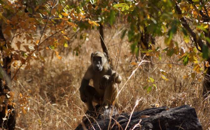 Bed and Breakfast for Sale 847 Mica Dr, Kariba. Photo#9