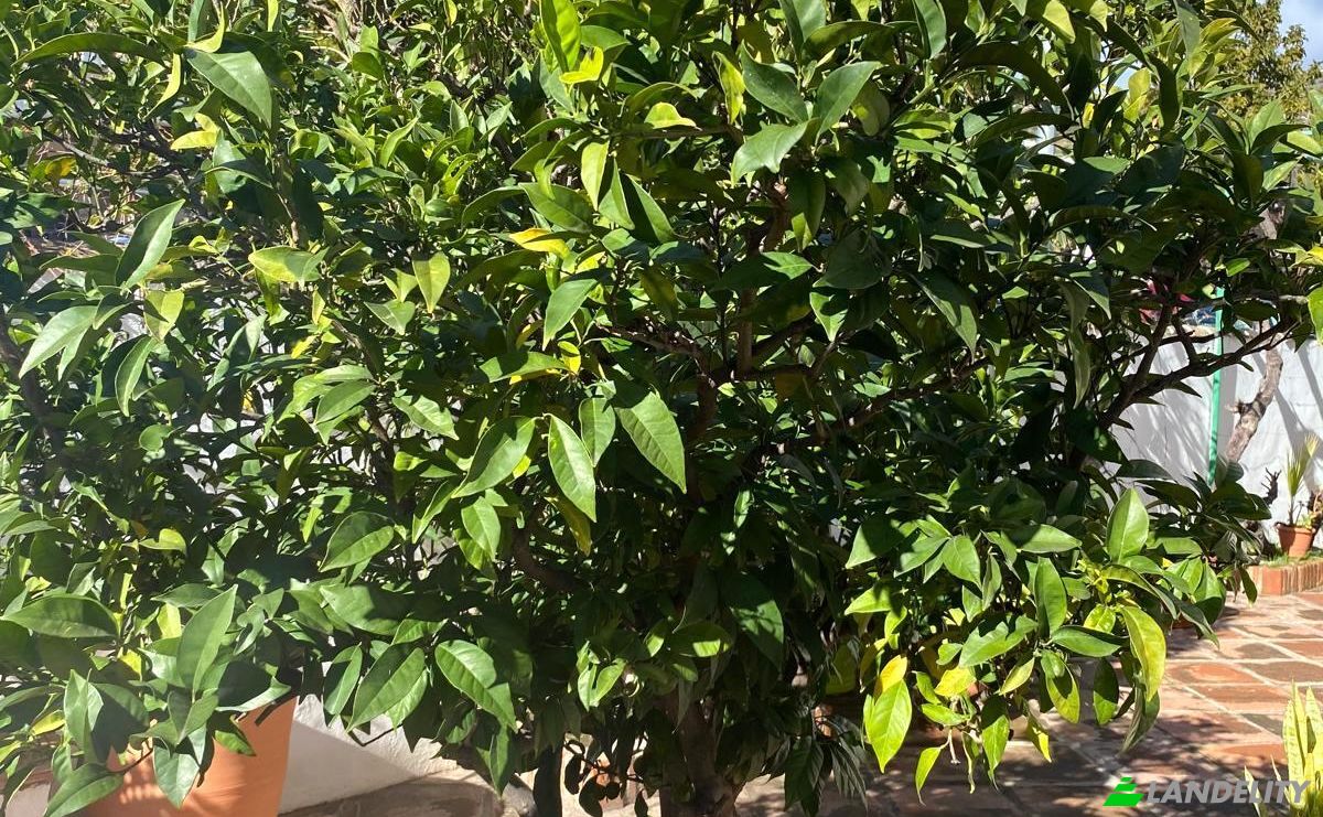 Single Family Home for Sale C Costa Templada, Almunecar, Velilla-Taramay, Granada, Andalusia, Spain. Photo 6