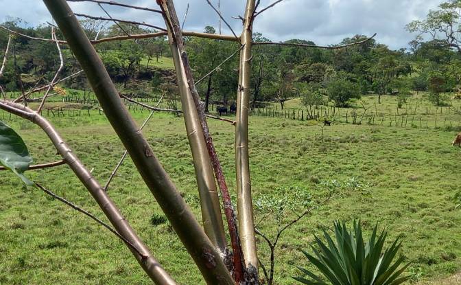 Investing/Development for Sale Desde Alto Boquete. Photo#2 Investing/Development for Sale Desde Alto Boquete. Photo#2