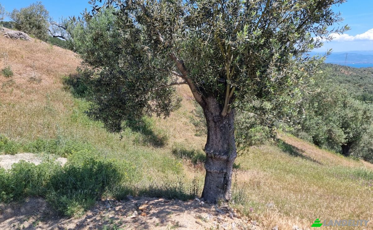 Investition/Entwicklung zu verkaufen Kavlaklar, Isimsiz Yol, 10395 Edremit Balikesir, Edremit Balikesir, Edremit, Balikesir, Turkiye. Foto 16