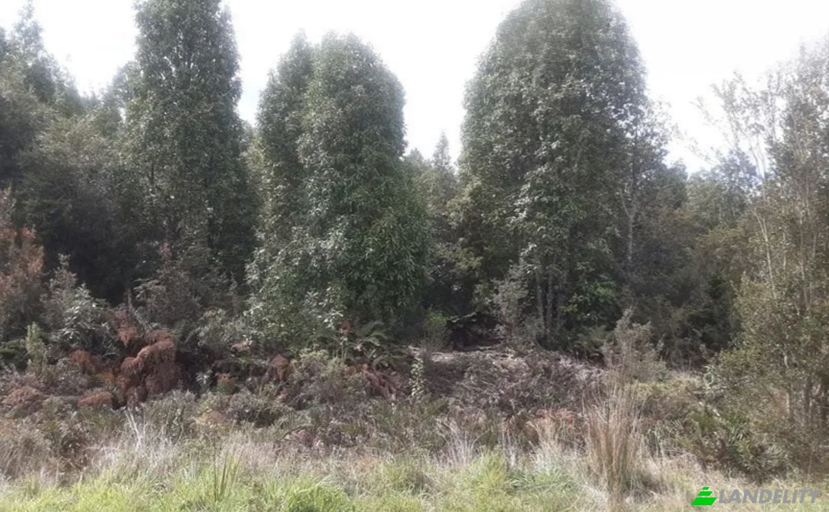 Land Lot for Sale Parcelacion Crucero Austral 10, Puerto Varas, Arrayan, Llanquihue Province, Los Lagos, Chile. Photo 3