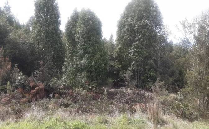 Land Lot for Sale Parcelacion Crucero Austral 10. Photo#3