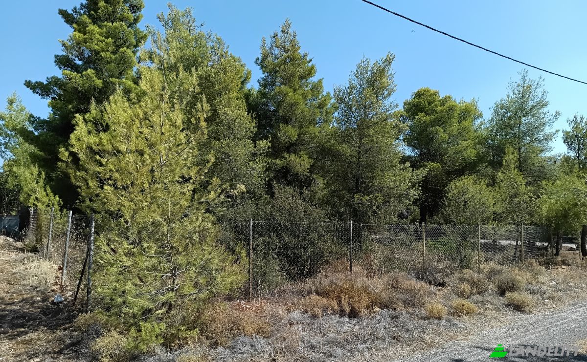 Land Lot for Sale 340 08, Eretria, Central Greece, Decentralized Administration of Thessaly and Central Greece, Greece. Photo 5