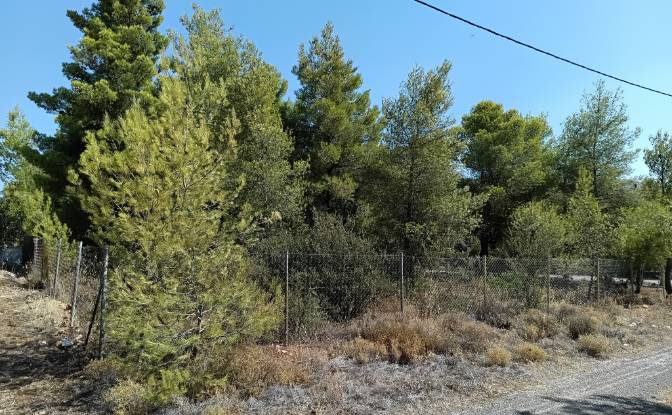 Land Lot for Sale 340 08, Eretria, Central Greece. Photo#5 Land Lot for Sale 340 08, Eretria, Central Greece. Photo#5