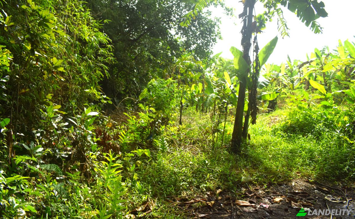 Land Lot for Sale Jalan Tanpa Nama, Sudimara, Tabanan Regency, Bali, Indonesia, Kec Tabanan, Kabupaten Tabanan. Photo 11