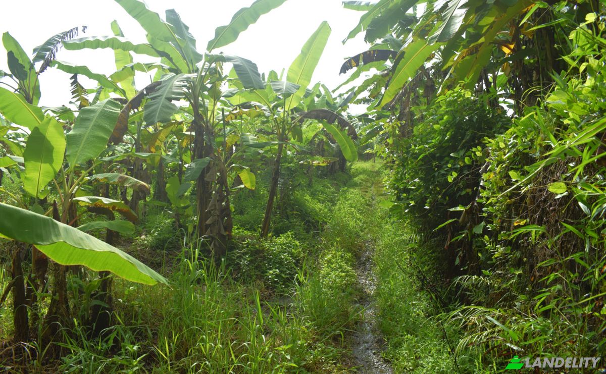 Land Lot for Sale Jalan Tanpa Nama, Sudimara, Tabanan Regency, Bali, Indonesia, Kec Tabanan, Kabupaten Tabanan. Photo 12