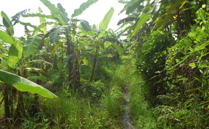 Land Lot for Sale Jalan Tanpa Nama, Sudimara. Photo#12 Land Lot for Sale Jalan Tanpa Nama, Sudimara. Photo#12