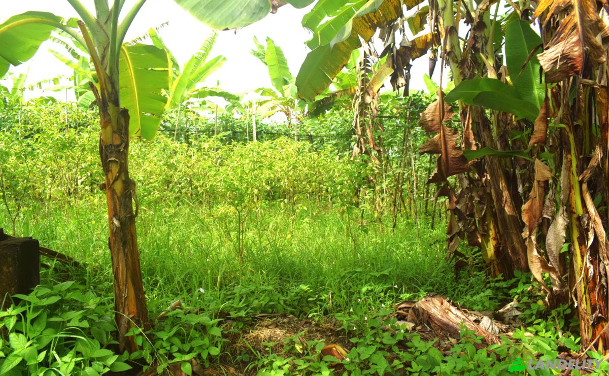 Land Lot for Sale Jalan Tanpa Nama, Sudimara, Tabanan Regency, Bali, Indonesia, Kec Tabanan, Kabupaten Tabanan. Photo 13