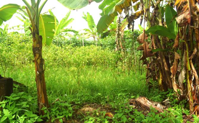 Land Lot for Sale Jalan Tanpa Nama, Sudimara. Photo#13 Land Lot for Sale Jalan Tanpa Nama, Sudimara. Photo#13