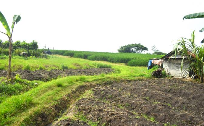 Land Lot for Sale Jalan Tanpa Nama, Sudimara. Photo#14 Land Lot for Sale Jalan Tanpa Nama, Sudimara. Photo#14